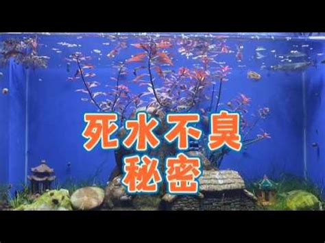 死水養魚|死水魚塘適合養什麼魚 死水魚塘養魚技術與注意事項